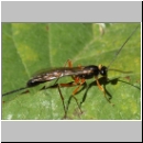 Ephialtes cf manifestator - Schlupfwespe 02c 16mm-fdet03.jpg